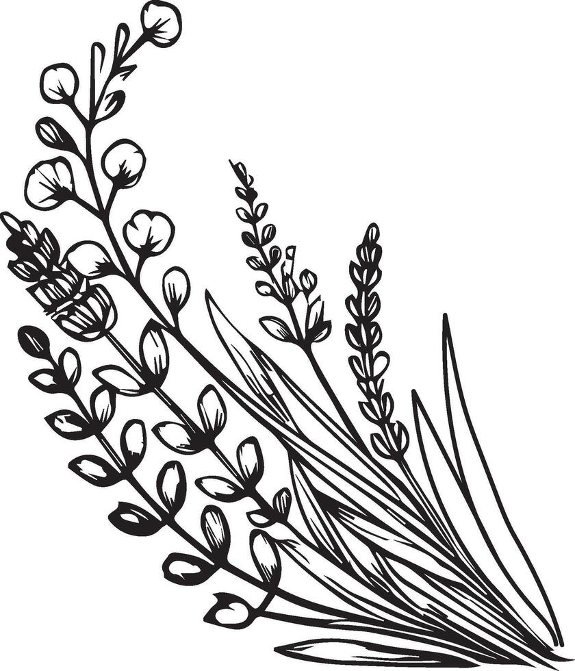 simple flower coloring pages, Coloring pages for kids, hand drawing Lavender flower sketch art of, blossom Lavender flower line art illustration, floral garden for beautiful Lavender flower vector
