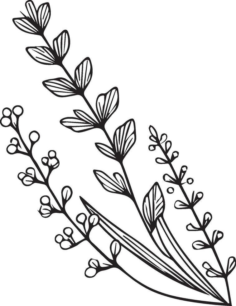 simple flower coloring pages, Coloring pages for kids, hand drawing Lavender flower sketch art of, blossom Lavender flower line art illustration, floral garden for beautiful Lavender flower vector