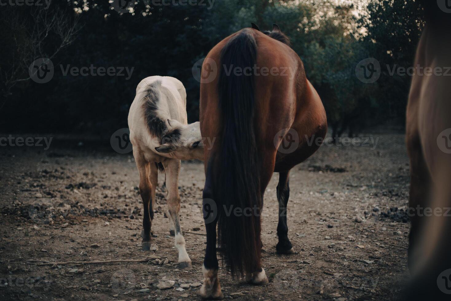 Foal feeding on mare. photo
