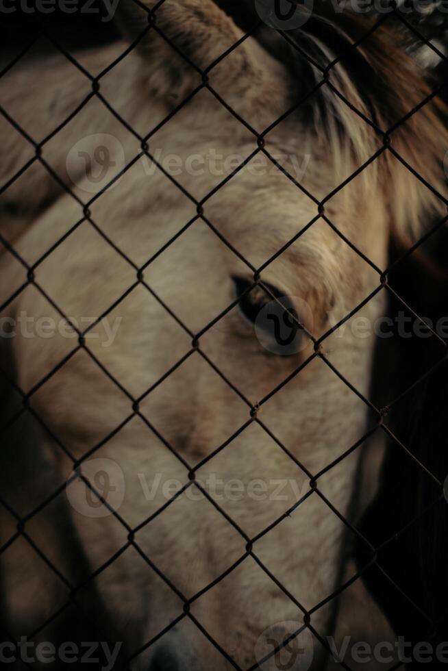 Foal head behind a fence. photo