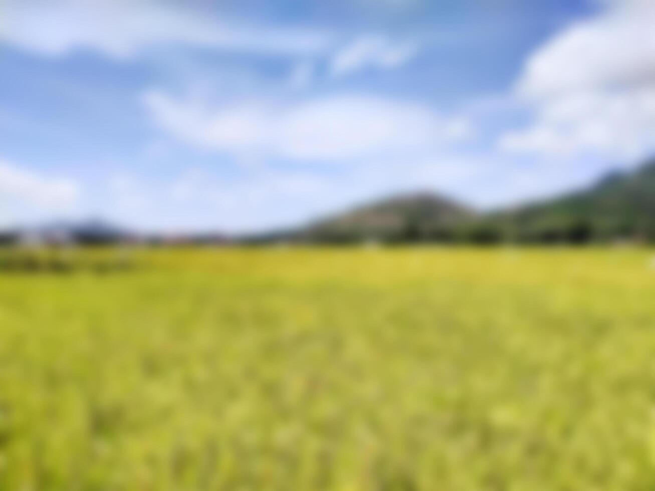 green rice fields blurred with natural background of mountains and trees photo