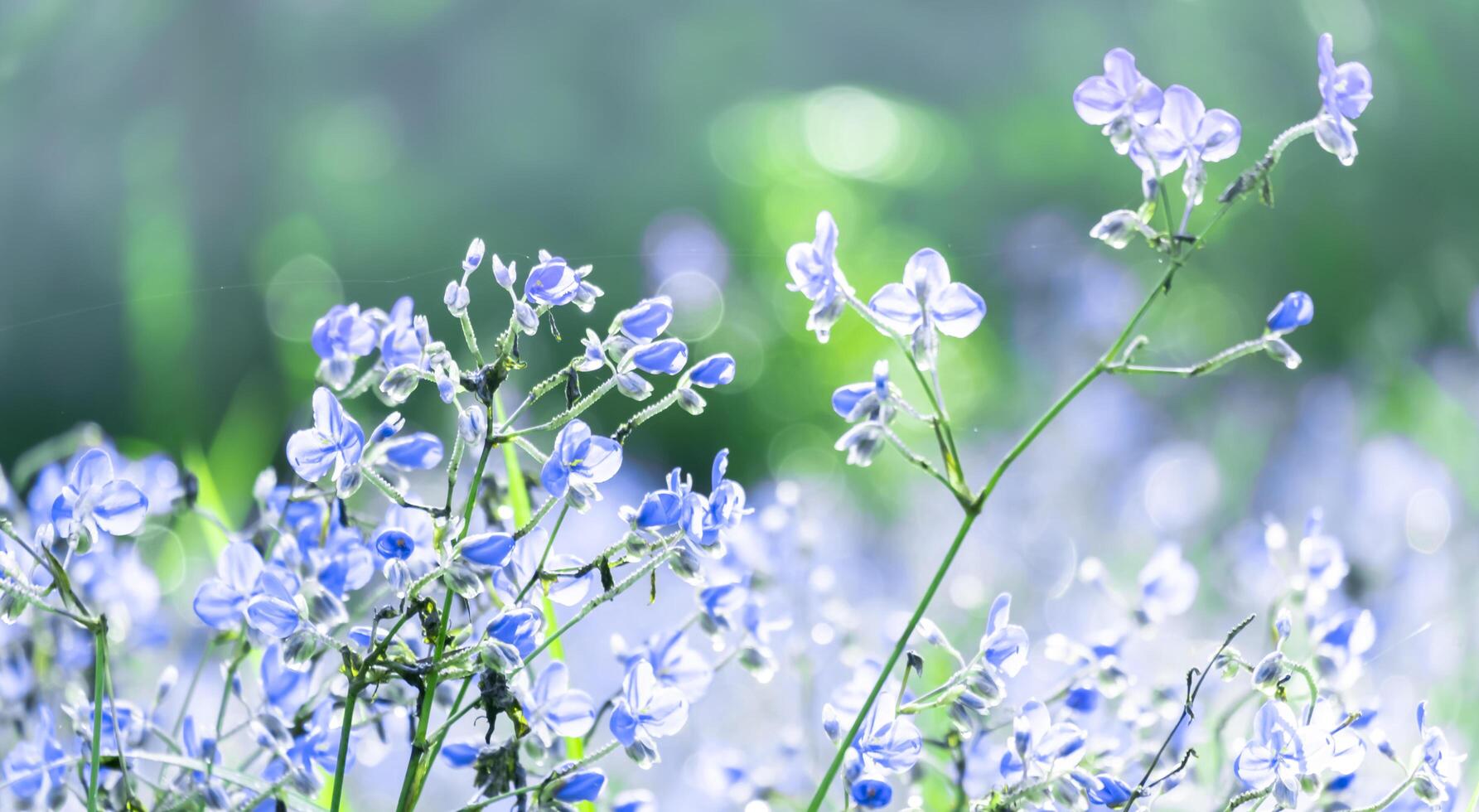Purple flower blossom on field, in the morning.Soft pastel on nature bokeh background ,vintage style photo