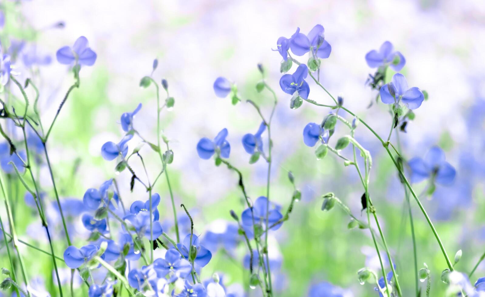Purple flower blossom on field, Beautiful growing and flowers on meadow blooming in the morning.Soft pastel on nature bokeh background,vintage style photo