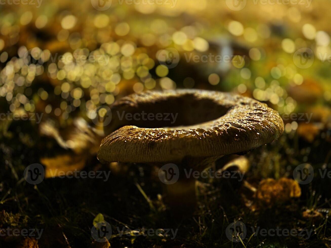 Little autumn mushrooms photo