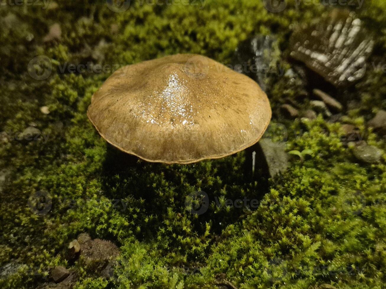 Little autumn mushrooms photo