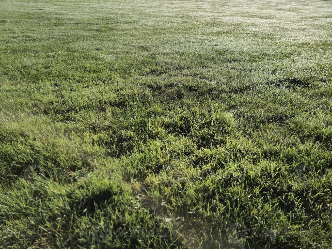 Green grass natural background photo