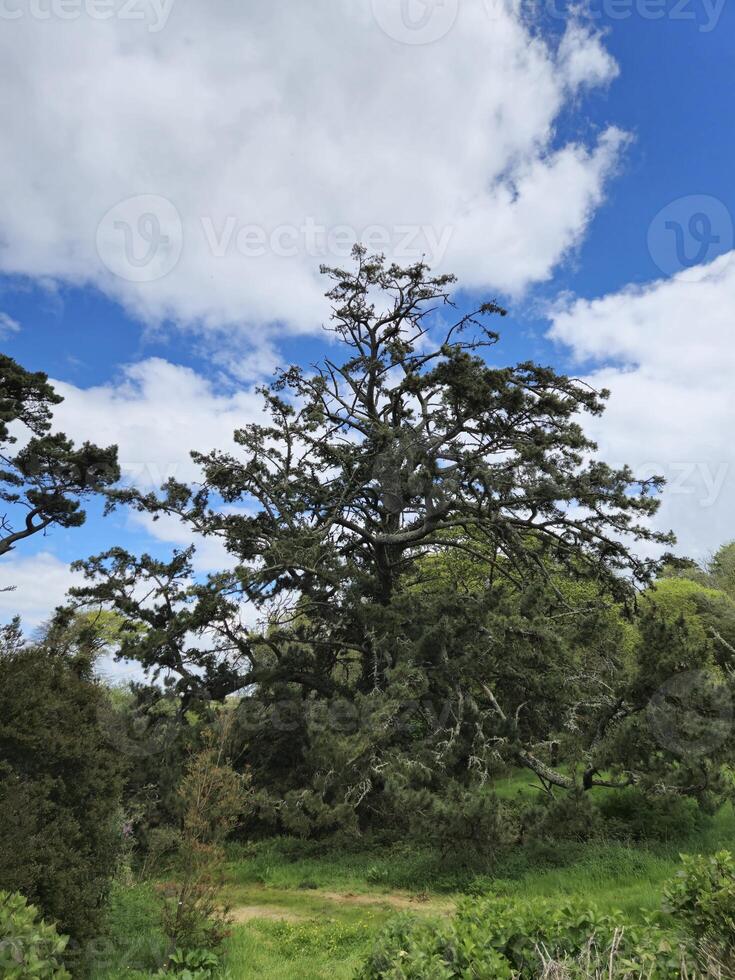 Cloudy Sky over Tree Branch with Green Plants and Grass photo