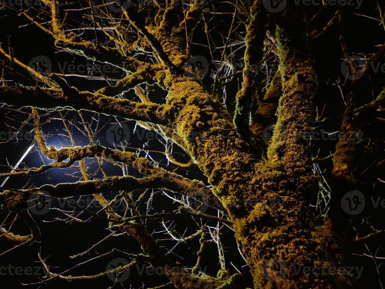 Heavy old trees branches in night lights rays and moss, scary forest mystical background photo