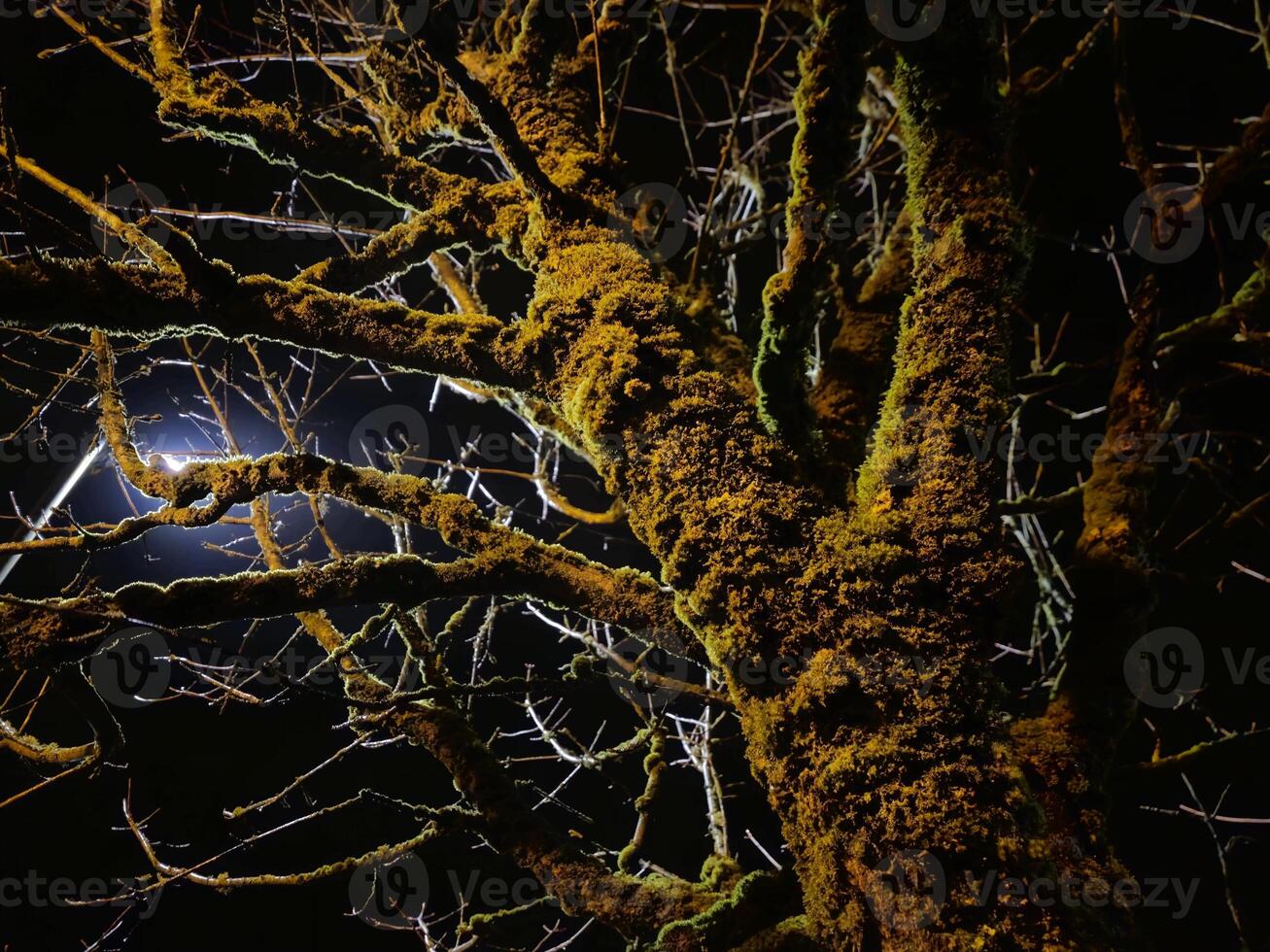 Heavy old trees branches in night lights rays and moss, scary forest mystical background photo