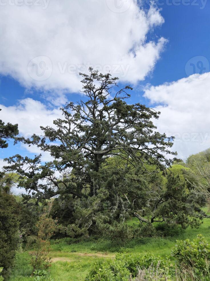 Evergreen Tree Branches Against a Cloudy Sky photo