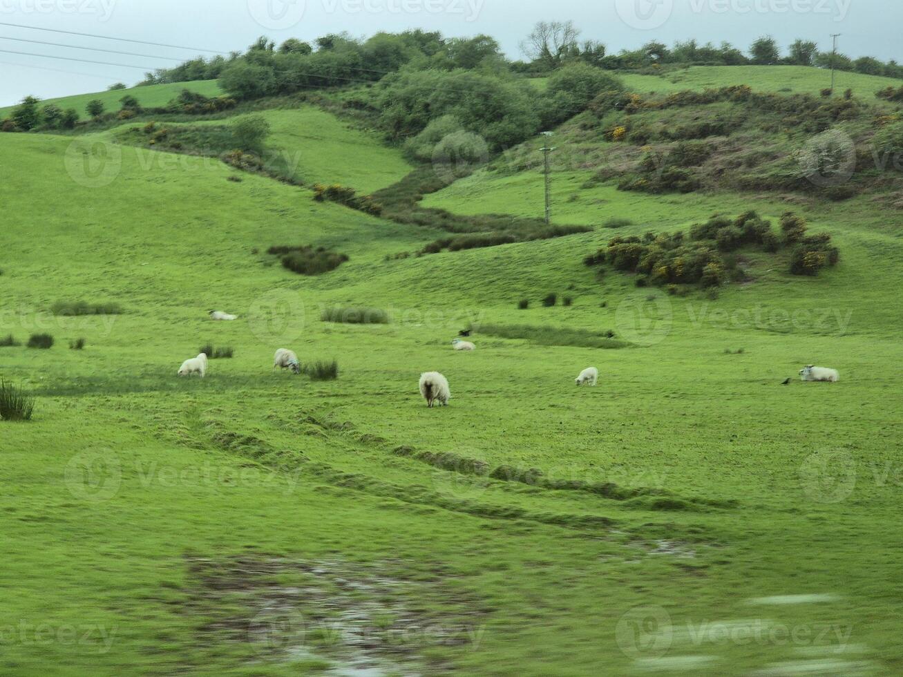 Highland Natural Landscape with Green Vegetation and Sheep photo