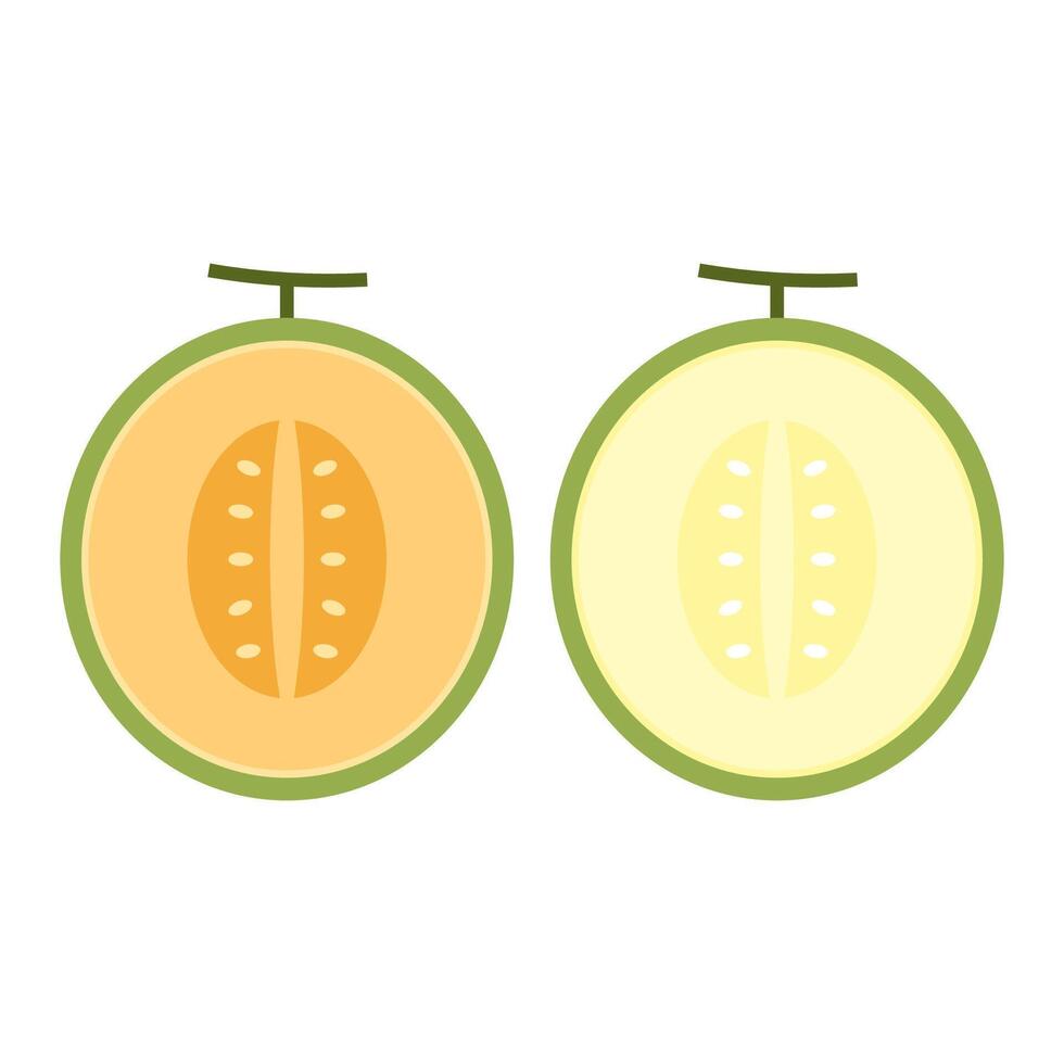 melon . melon on white background. wallpaper. free space for text. vector