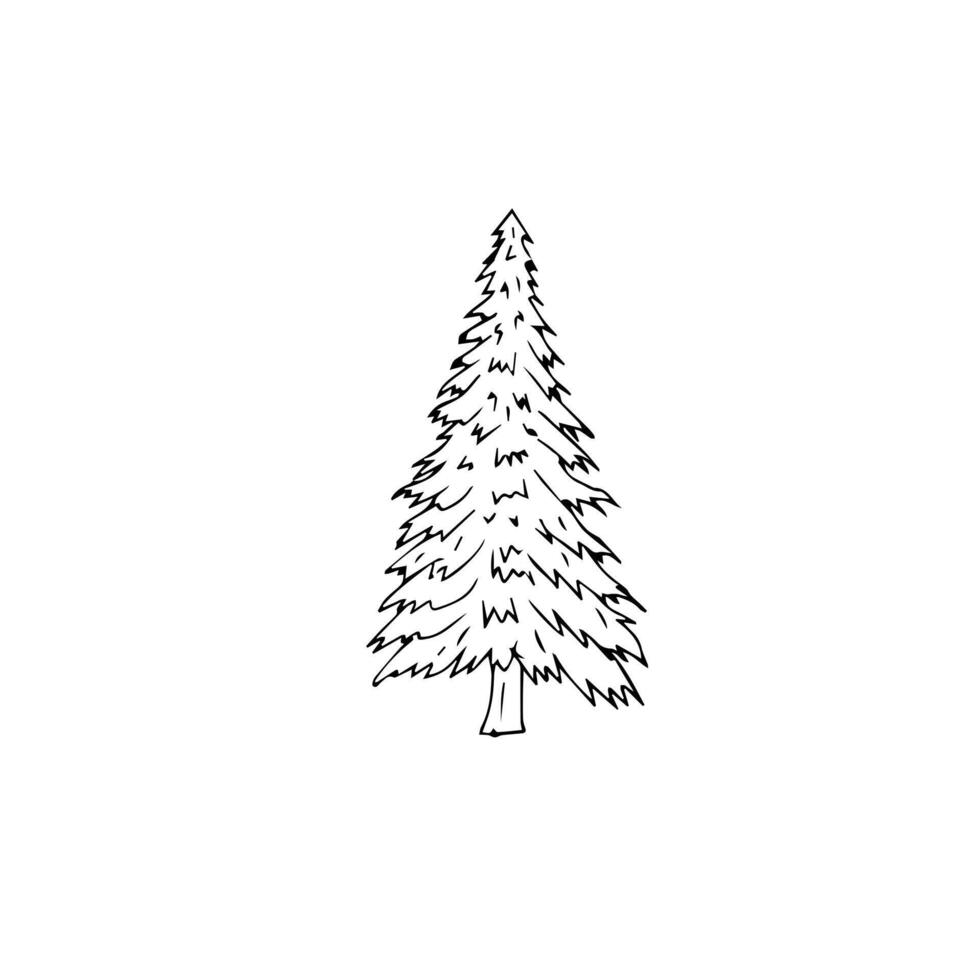 Hand drawn doodle sketch spruce tree vector