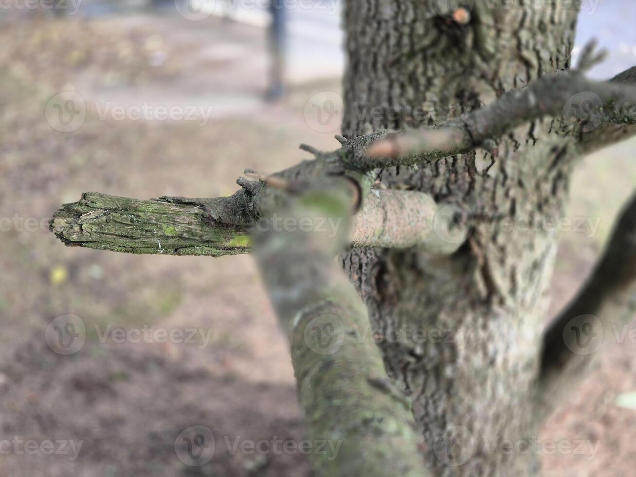 Tree branch close view with blurred background photo