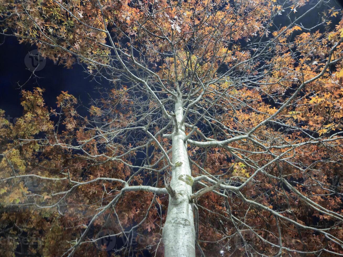 Colorful autumn trees background photo