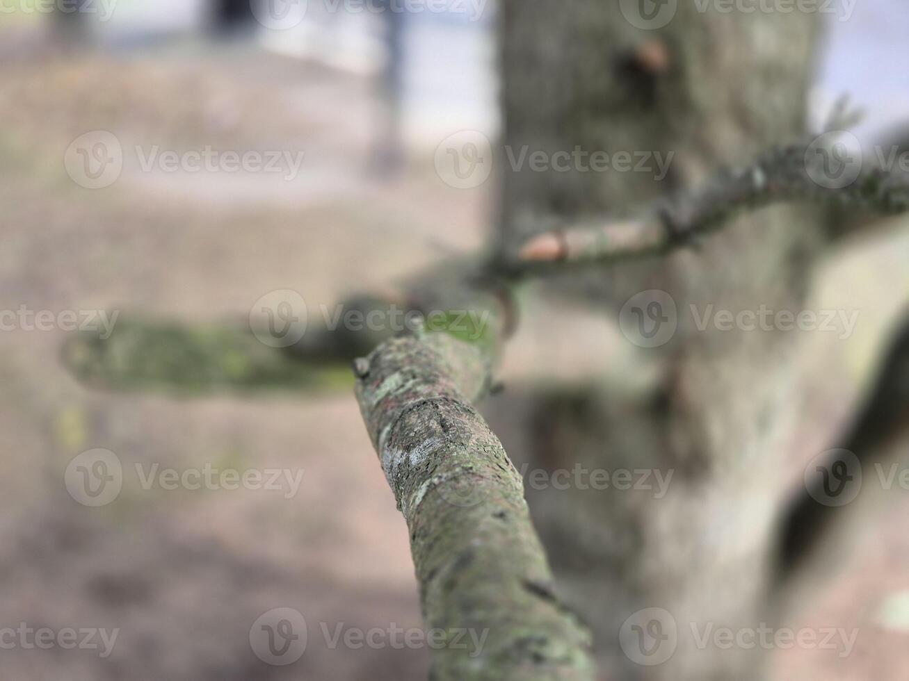 Tree branch close view with blurred background photo