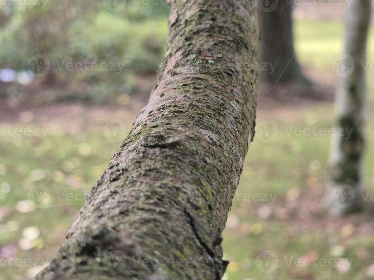 Tree branch close view with blurred background photo