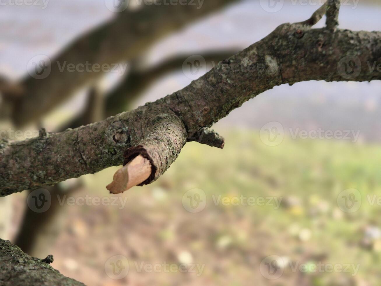 Tree branch close view with blurred background photo