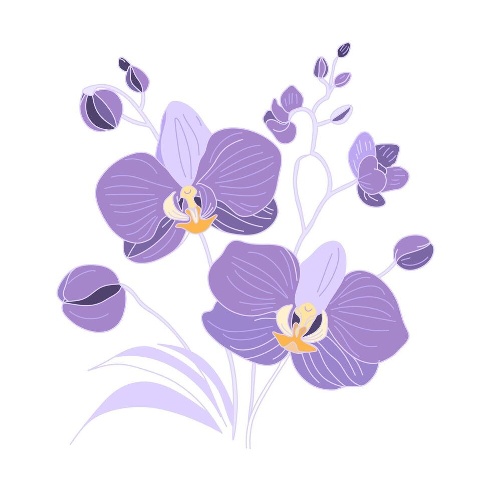 Purple orchids. Flowers on a white background. For botanical and floral designs. vector