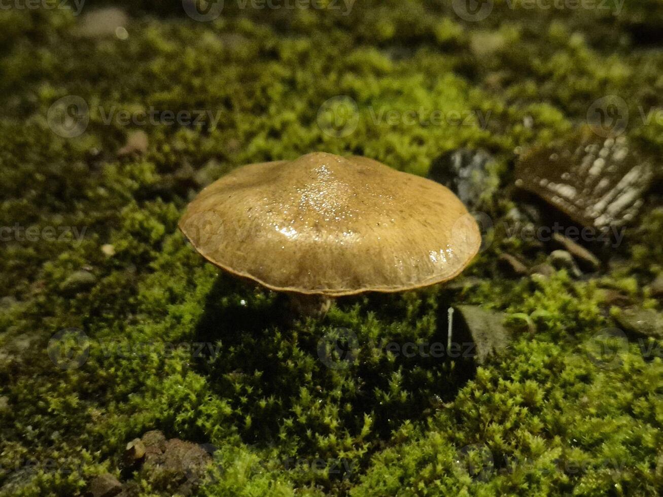Little autumn mushrooms photo