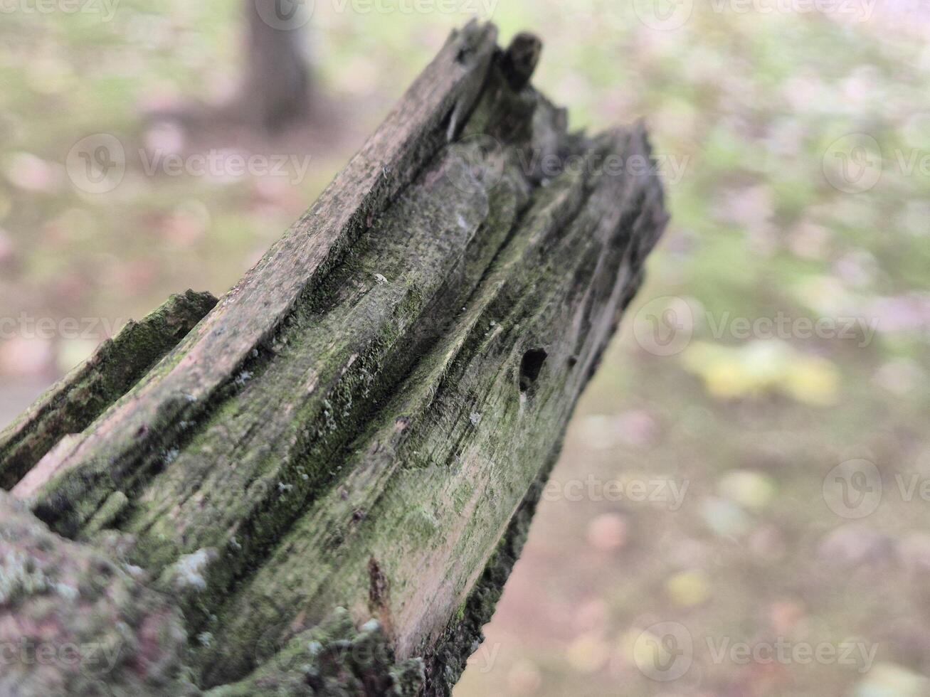 Tree branch close view with blurred background photo