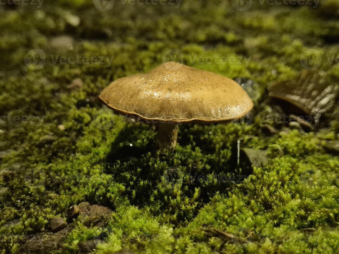 Little autumn mushrooms photo