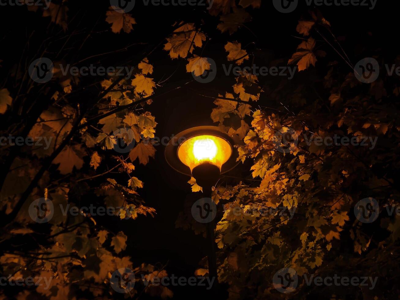 Trees at night in warm light of street lamps photo