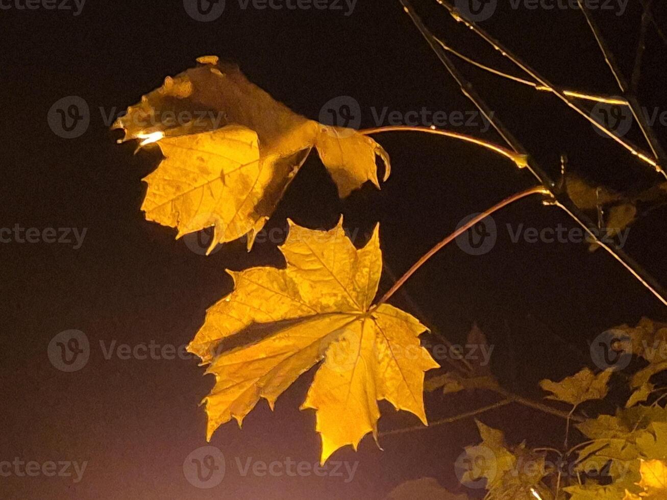 Last autumn leaves on trees background photo