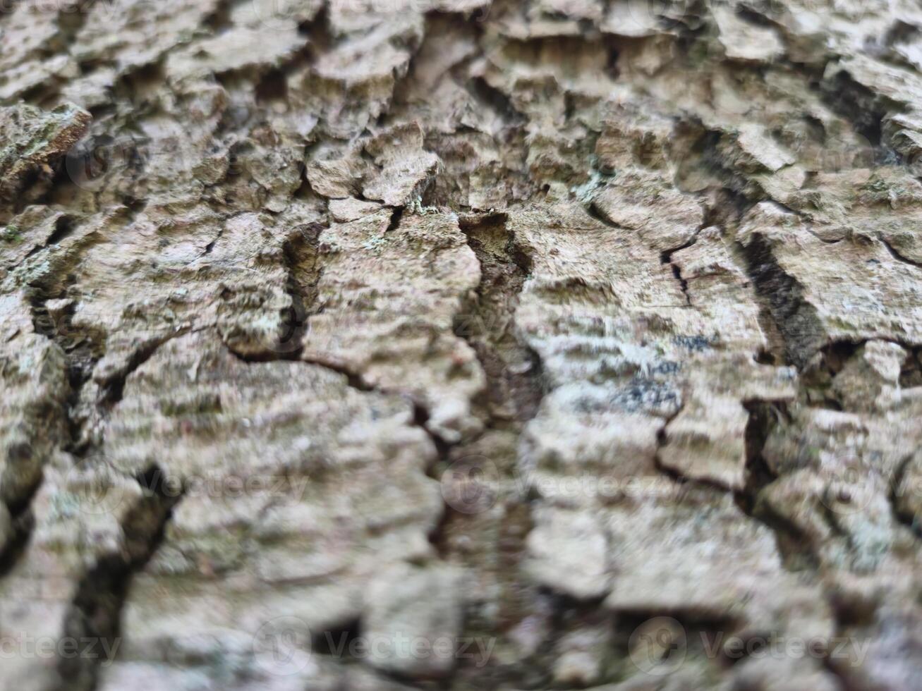 Close view of tree trunk bark pattern photo