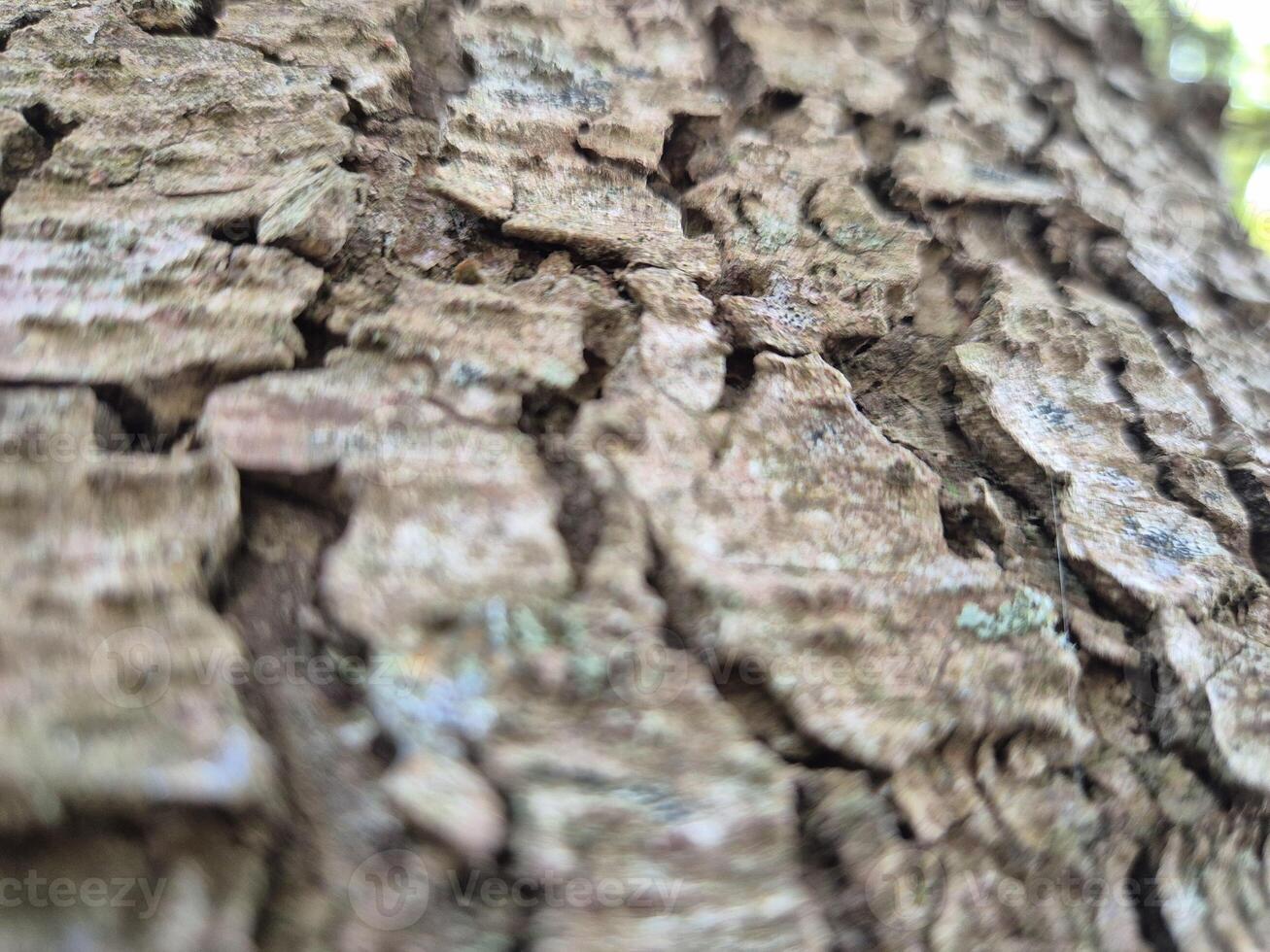 Close view of tree trunk bark pattern photo
