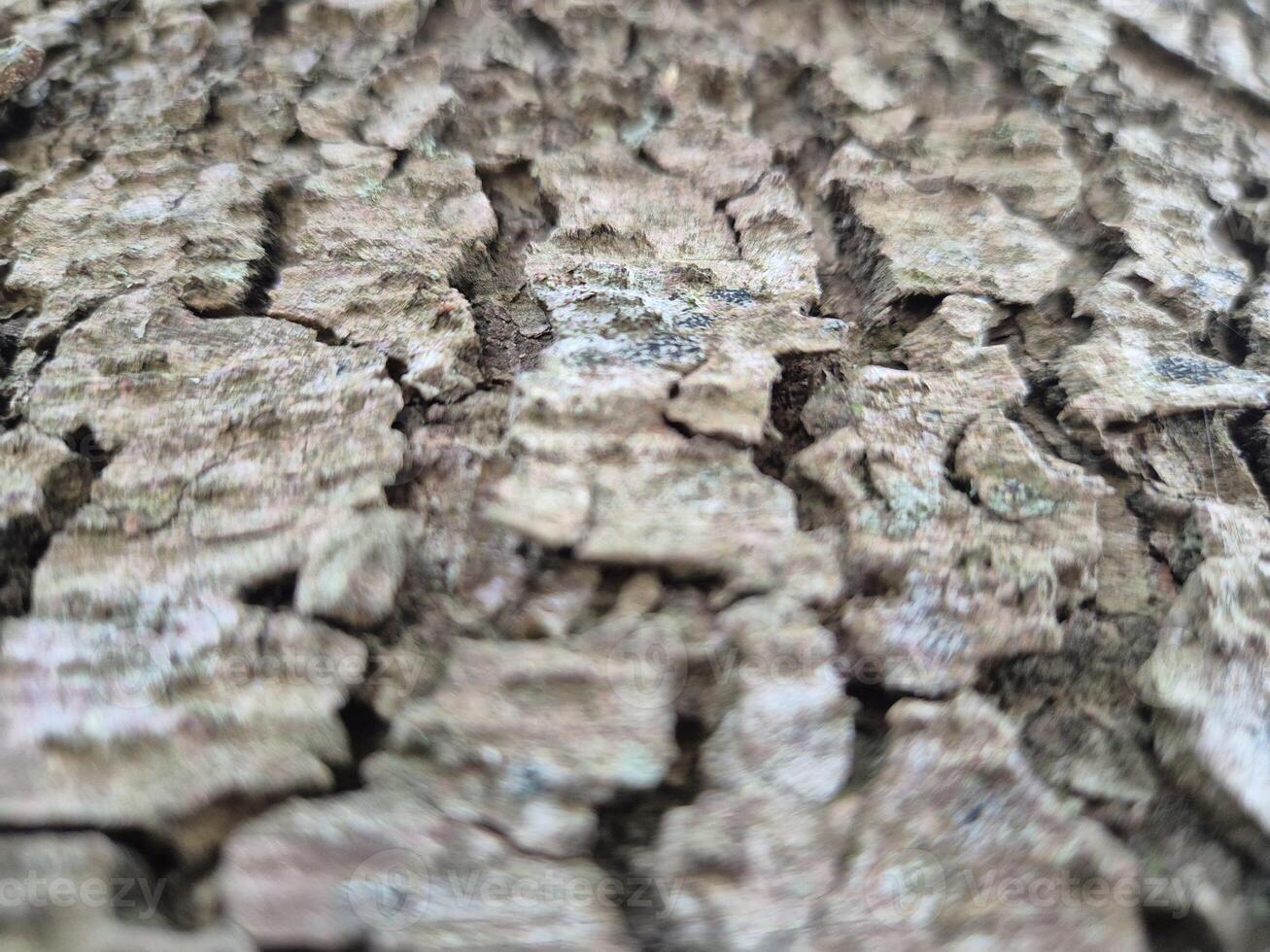 Close view of tree trunk bark pattern photo