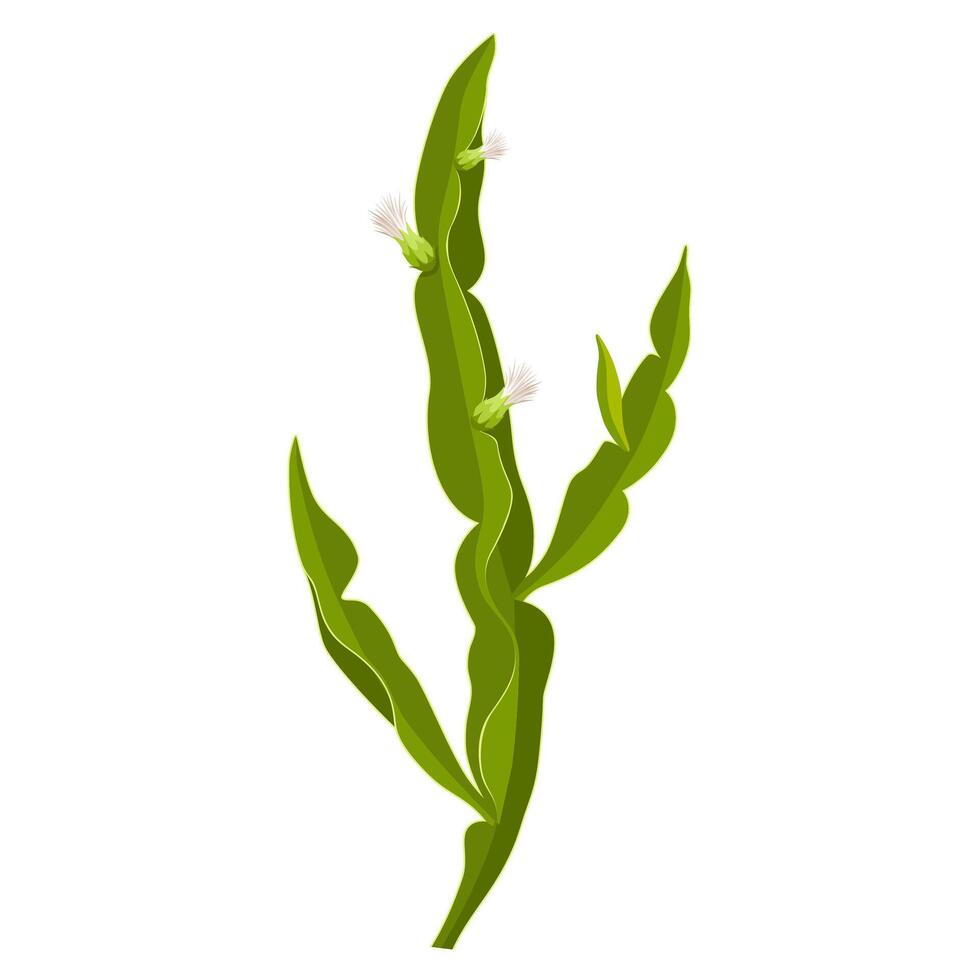 Illustration of Carqueja, scientific name Baccharis trimera, herbal plant, isolated on white background. vector