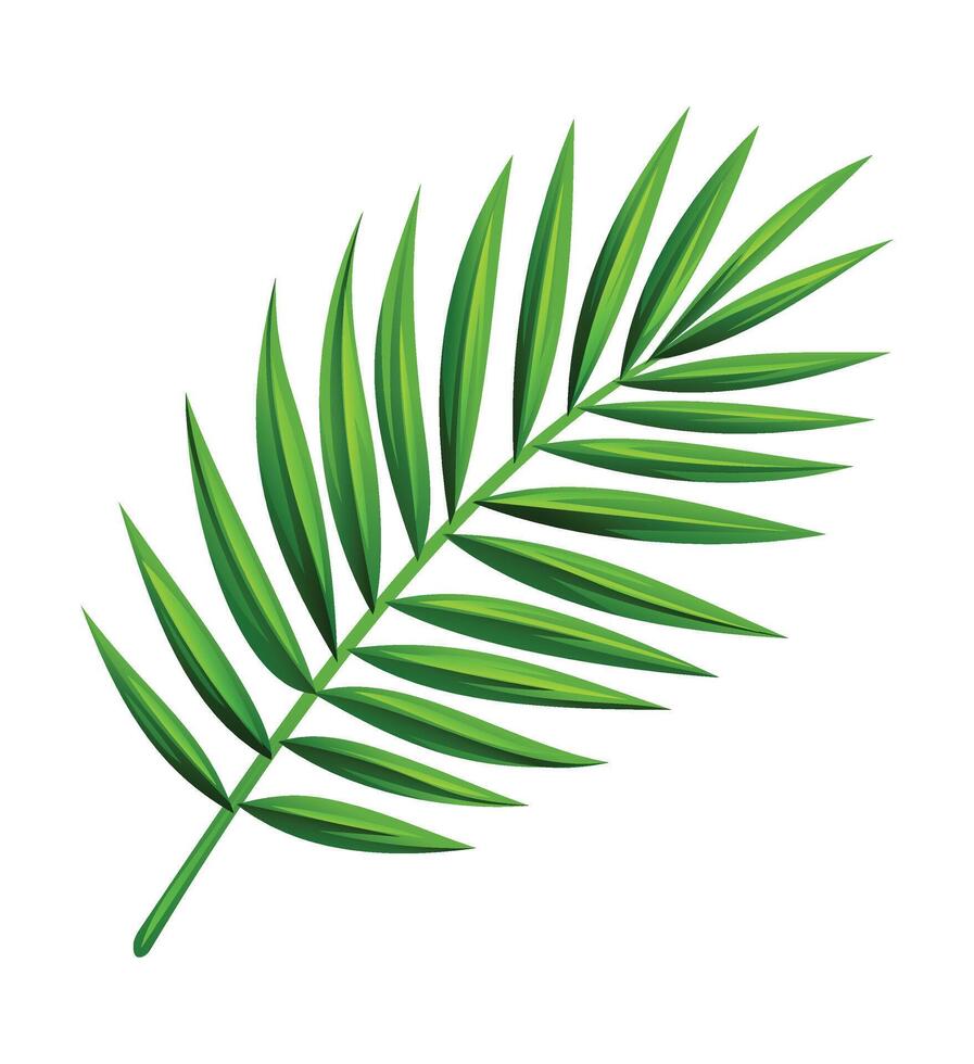 Coconut palm leaf cartoon illustration vector
