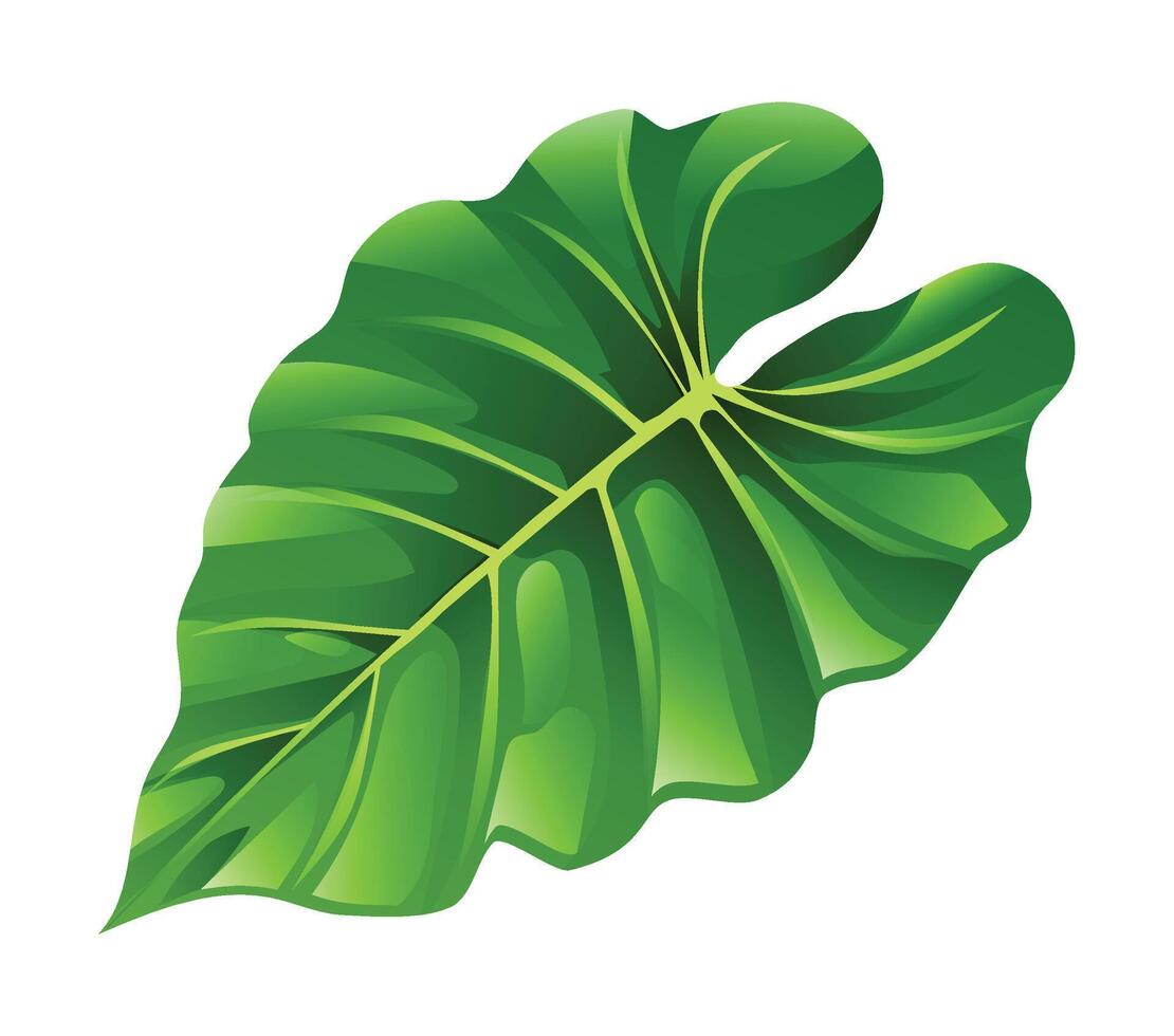 Tropical elephant ear leaf with glossy surface and detailed veins. Cartoon illustration vector