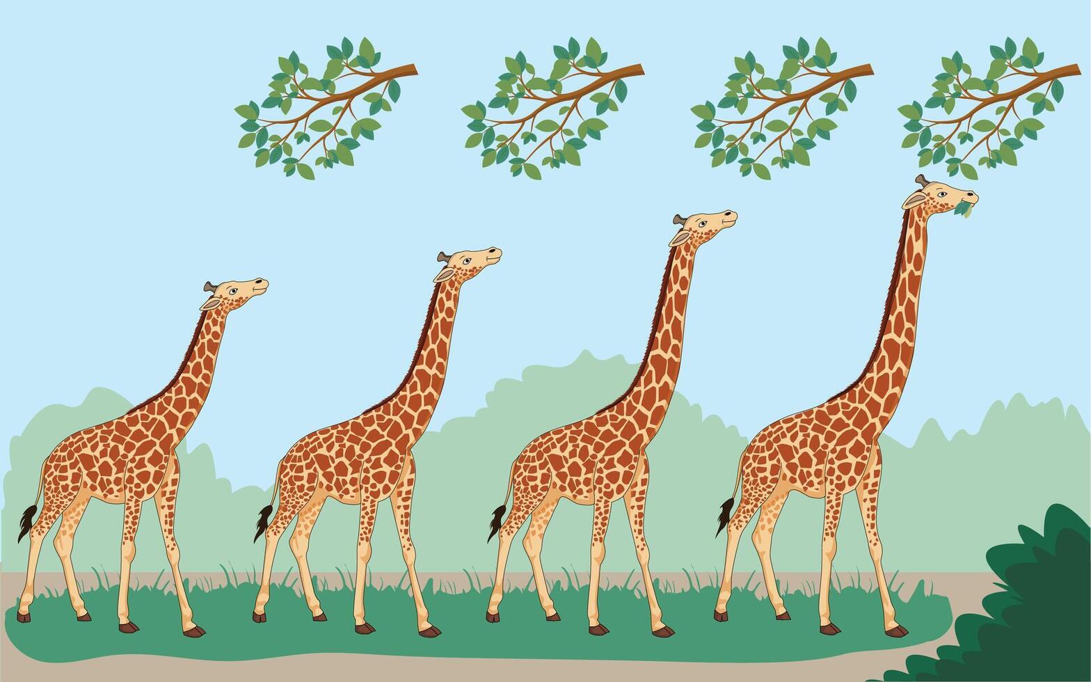 Lamarck's theory states giraffes' long necks evolved from stretching to reach high leaves vector