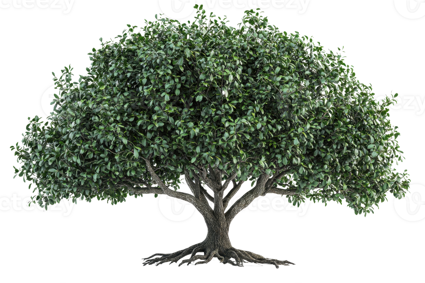 A lush, green tree with a wide canopy and sturdy trunk, showcasing dense foliage and intricate roots. png