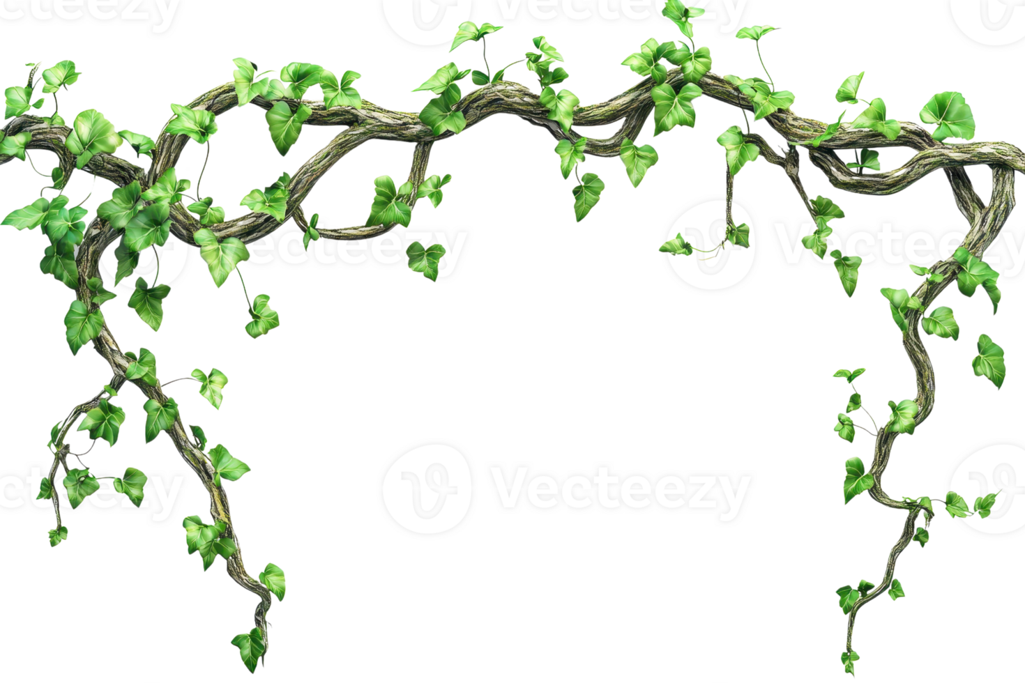 Lush green ivy vines with heart-shaped leaves entwined around twisted branches. png