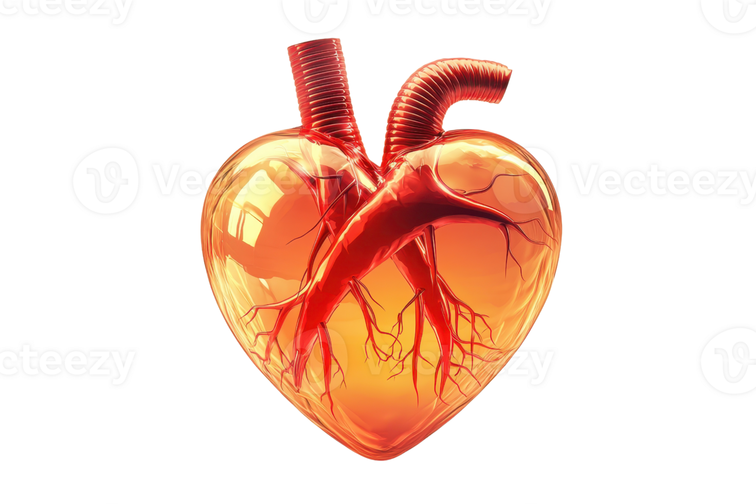 A realistic anatomical heart featuring detailed blood vessels and a vibrant coloration. png