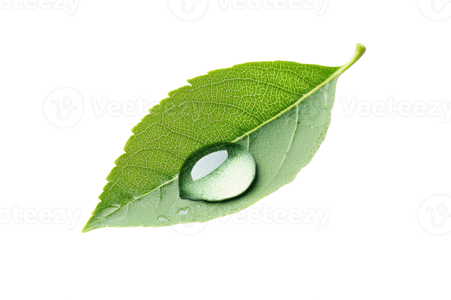 A vibrant green leaf featuring a clear water droplet resting on its surface. png