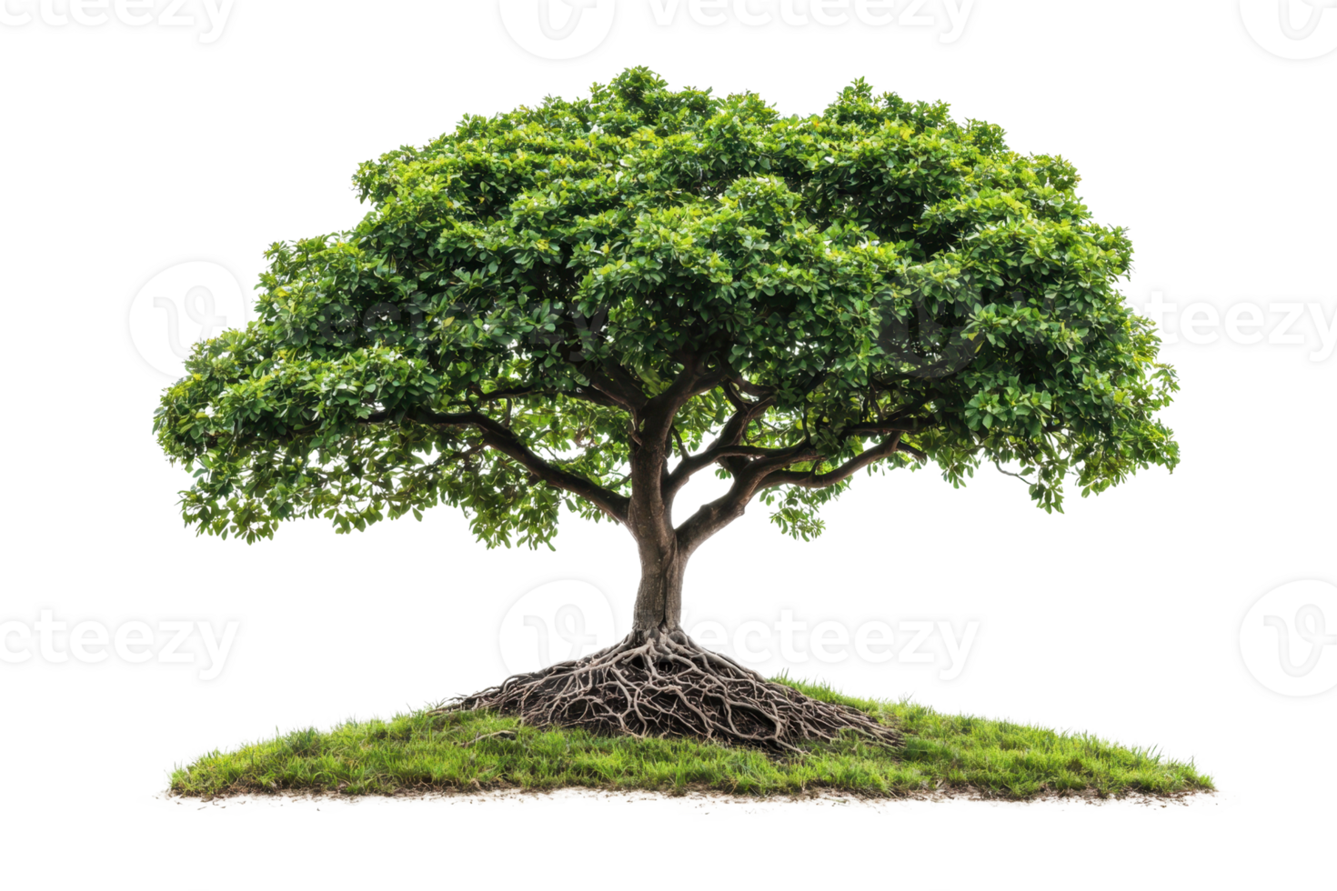 A vibrant, lush green tree with a broad canopy and exposed roots, symbolizing growth and vitality. png