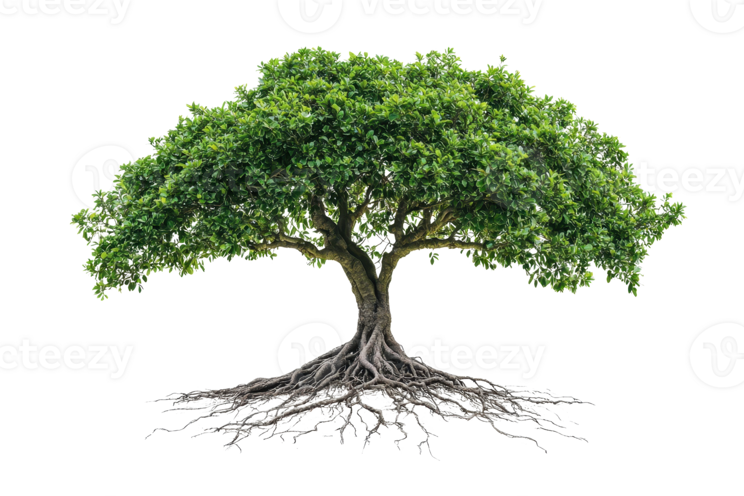 A lush green tree with a broad canopy and visible roots, showcasing vibrant leaves and a sturdy trunk. png