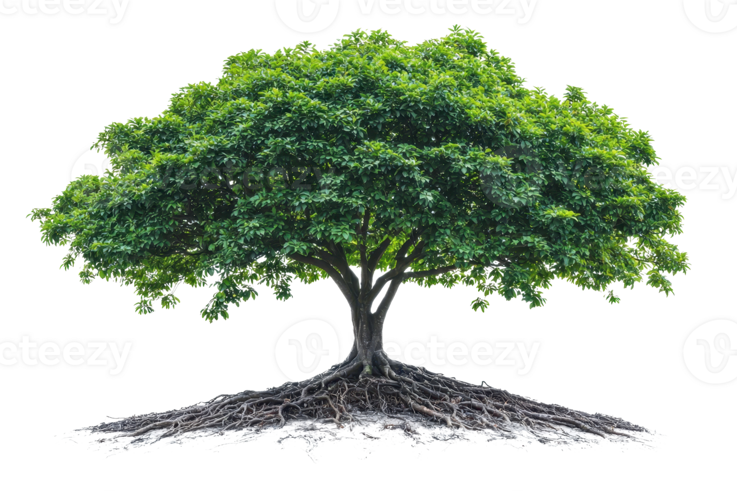 A large, lush green tree with a strong trunk and extensive roots, showcasing vibrant foliage and a solid structure. png
