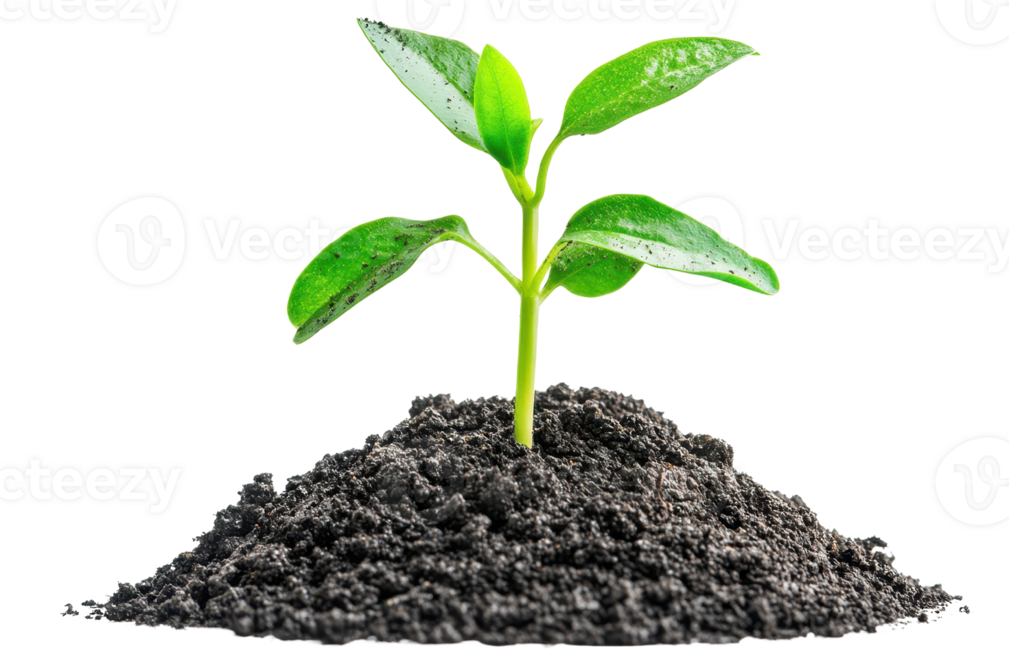 A small green plant with vibrant leaves emerging from a mound of dark soil. png