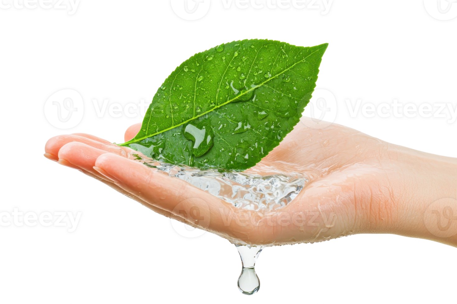 A hand holding a vibrant green leaf with water droplets, showcasing natural freshness and vitality. png