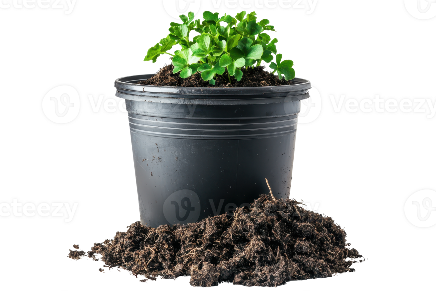 A potted plant with vibrant green leaves sitting atop a mound of dark, rich soil. png