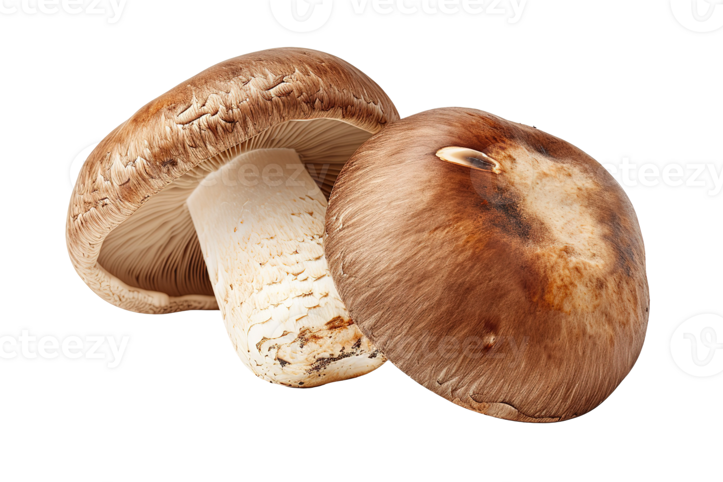 Fresh Shiitake Mushrooms Organic Fungi Gourmet Food Culinary Ingredients Autumn Harvest png