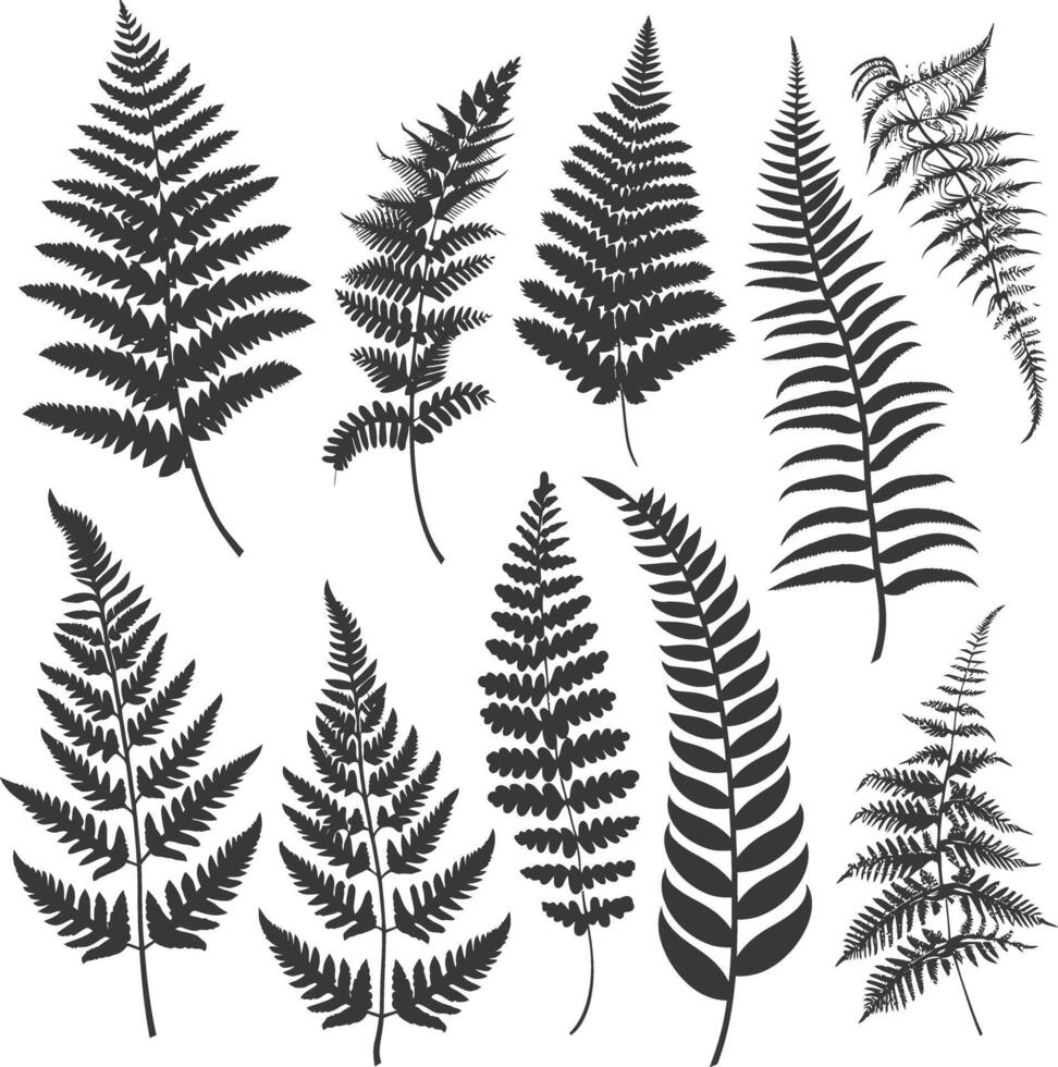 A Collection Of Black And White Fern Leaf Silhouettes vector