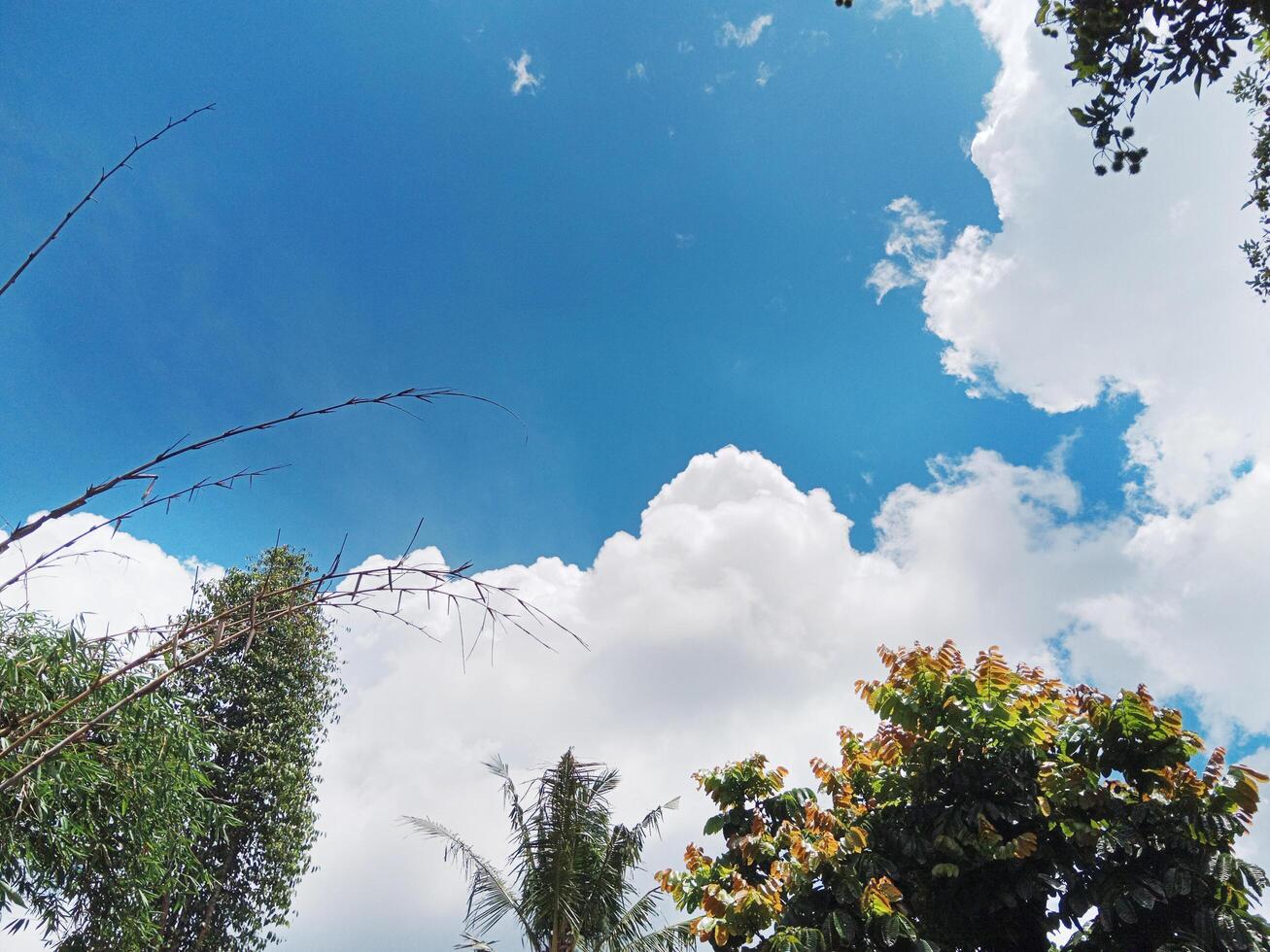 Green leaves of trees against a blue sky and clouds. Spring or summer Sunny day photo