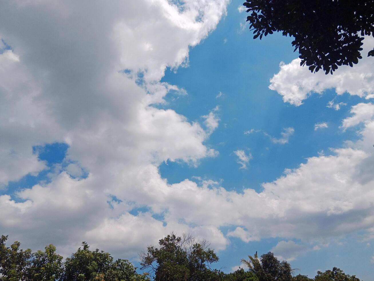 Serene Blue Sky with Fluffy White Clouds and Tree Silhouette photo