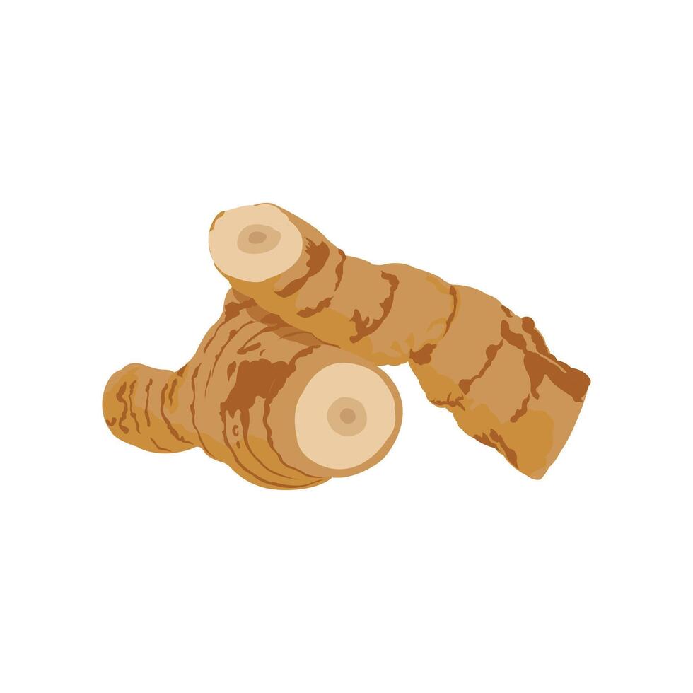 Editable illustration of galangal, herbal plant, spice vector